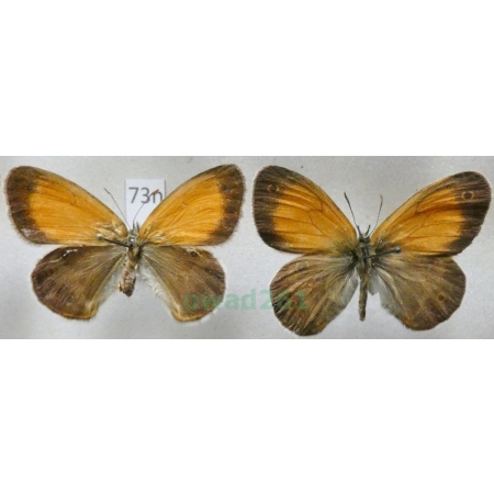 Coenonympha arcania Linnaeus, 1761 pair Strzępotek perełkowiec Czech73n